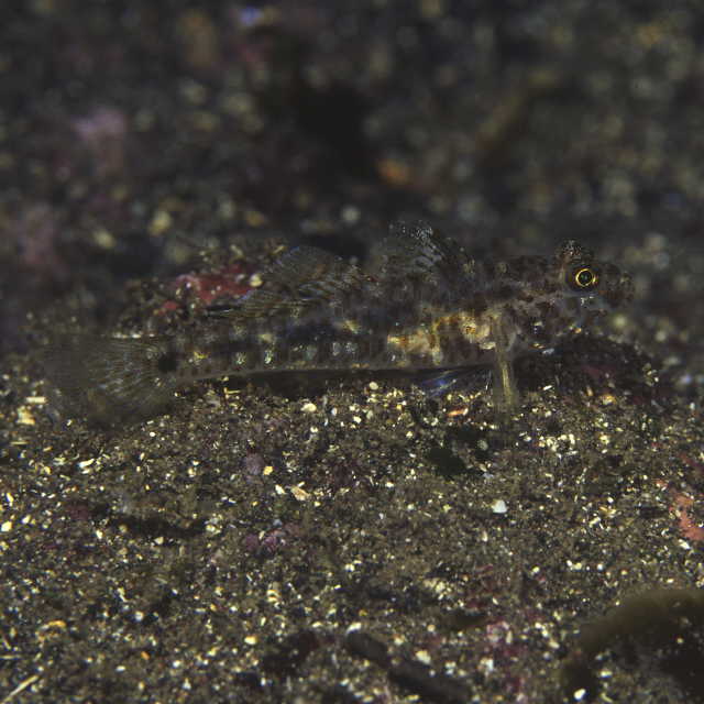 Fusigobius humeralis